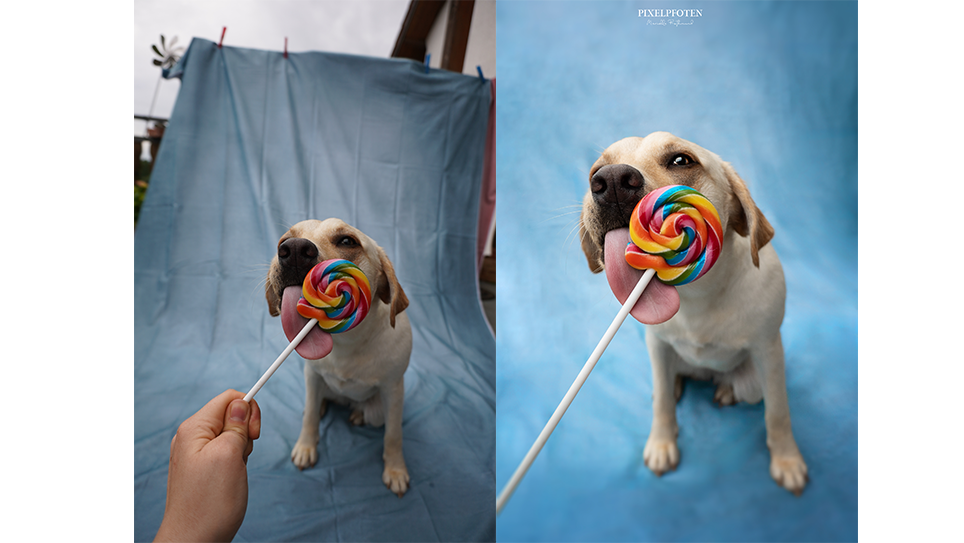 Hundefotografie Bodensee lolly candy hund